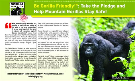 Gorilla update: get the inside scoop on how our new .